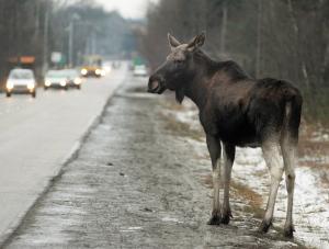 Kierowcy nie zwalniają w krainie łosi