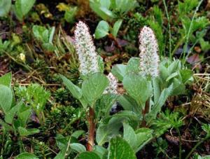 Arctic Willow Spears --- Image by © Hal Horwitz/CORBIS