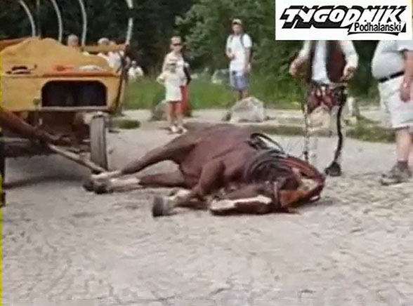Co zabiło konia nad Morskim Okiem?